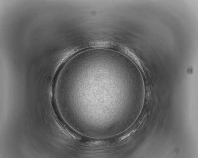 X0000096170059200801251201