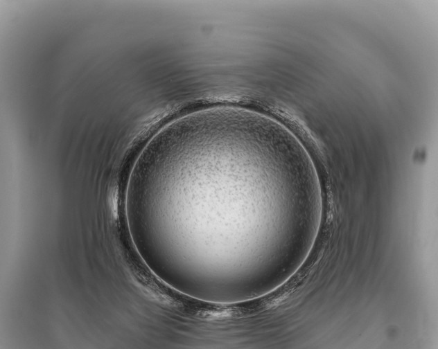 X0000096170068200801251201