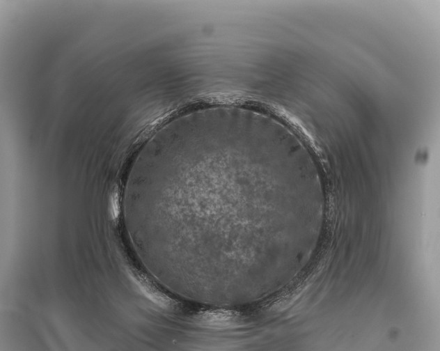 X0000096170069200801251201