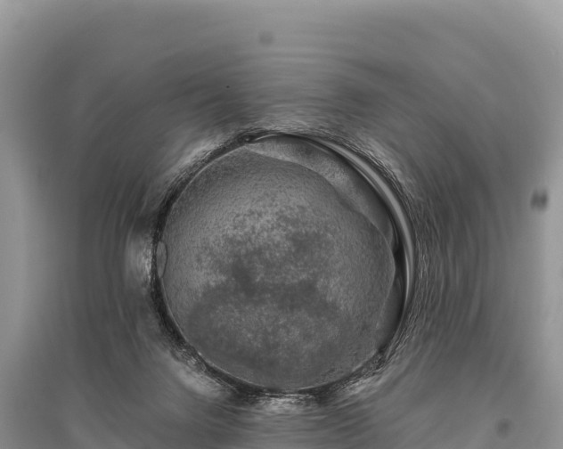 X0000096170072200801251201