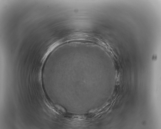 X0000096170099200801251201