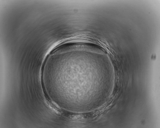 X0000096170100200801251201