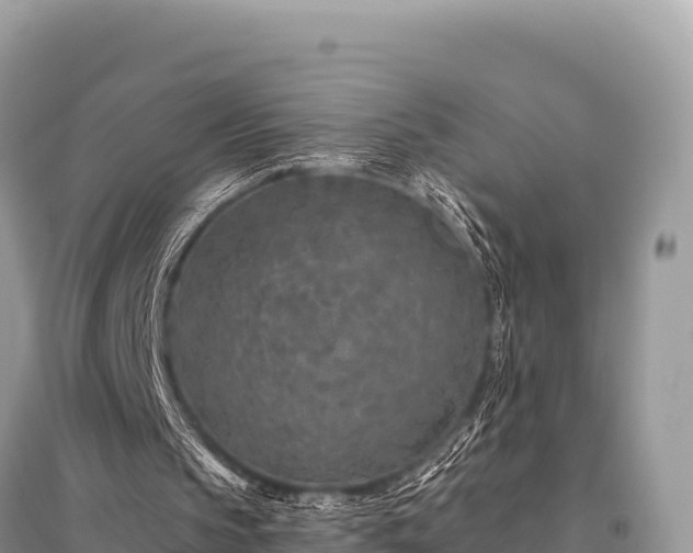 X0000096170145200801251200