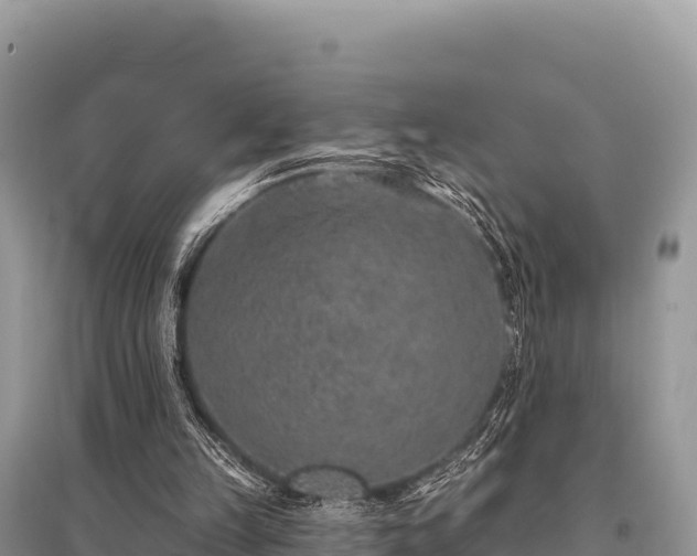 X0000096170149200801251200