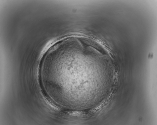 X0000096170151200801251200