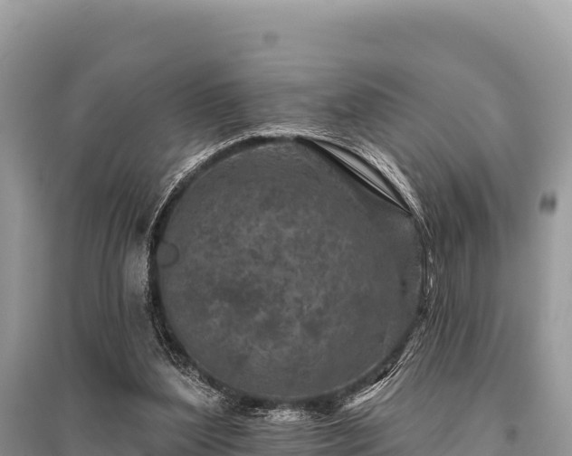 X0000096170204200801251159