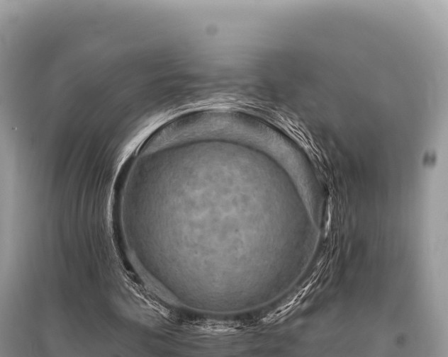 X0000096170292200801251158