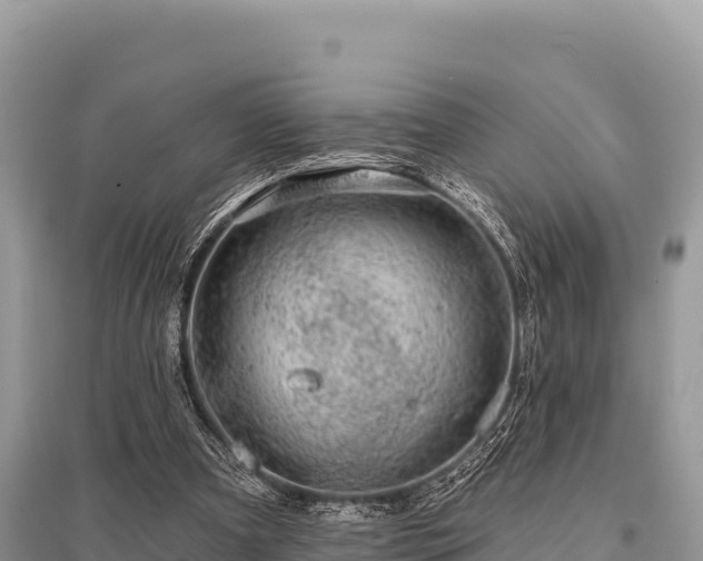 X0000096170297200801251158