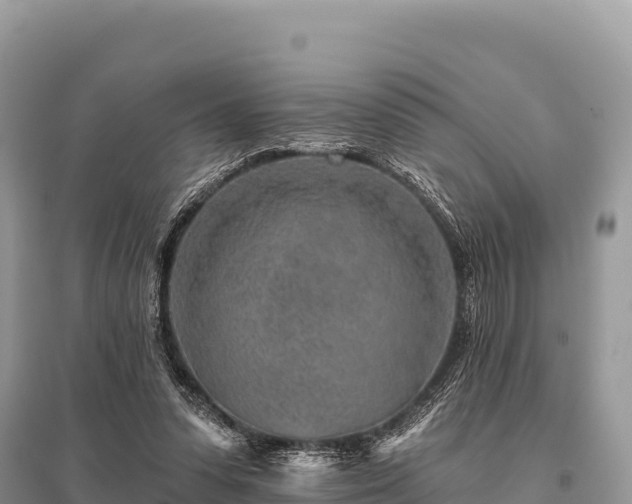 X0000096170303200801251157