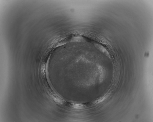 X0000096170336200801251157