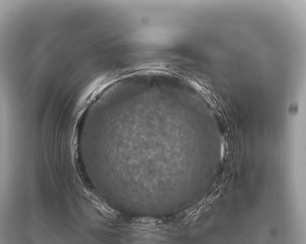 X0000096170339200801251156