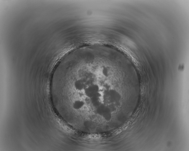 X0000096170353200801251156