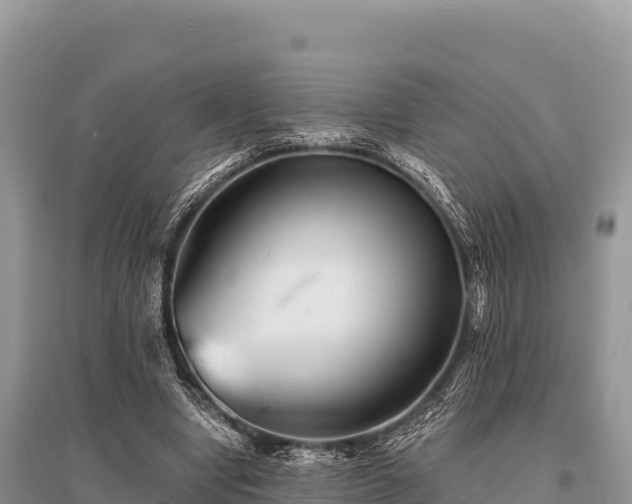 X0000096170442200801251155