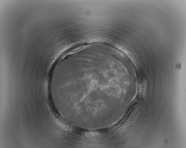 X0000096170444200801251155