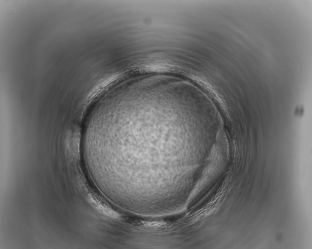 X0000096170446200801251155