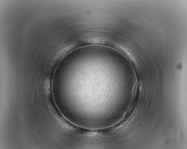 X0000096170453200801251155