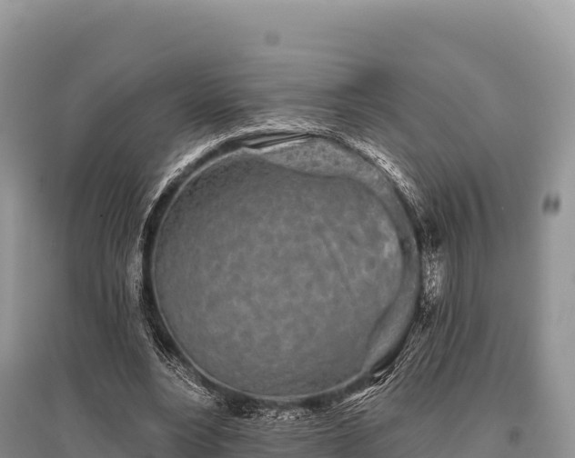 X0000096170488200801251154