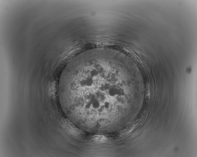 X0000096170519200801251154