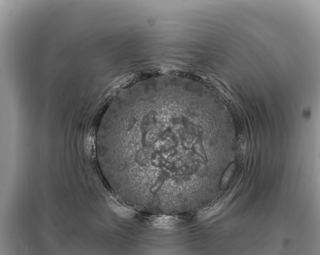 X0000096170527200801251154