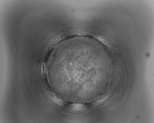 X0000096170528200801251154