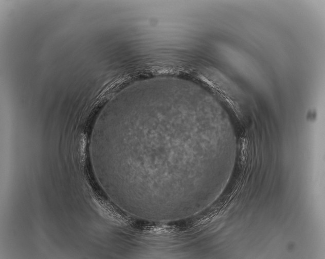 X0000096170550200801251153