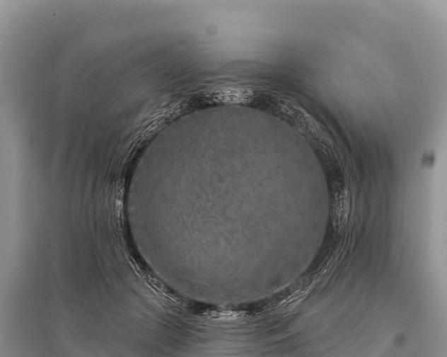 X0000096170553200801251153