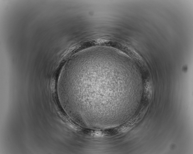 X0000096170565200801251154