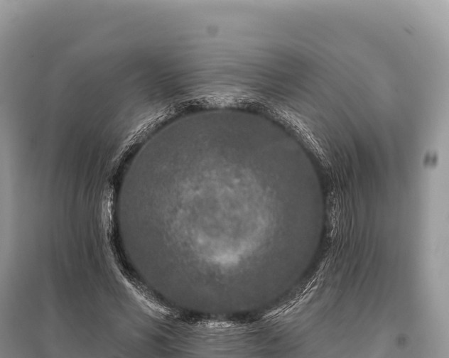 X0000096170590200801251153