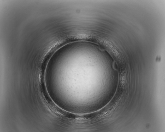 X0000096170591200801251153