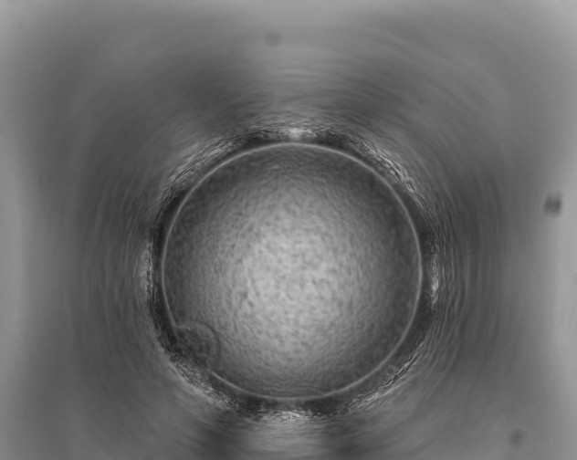 X0000096170594200801251153