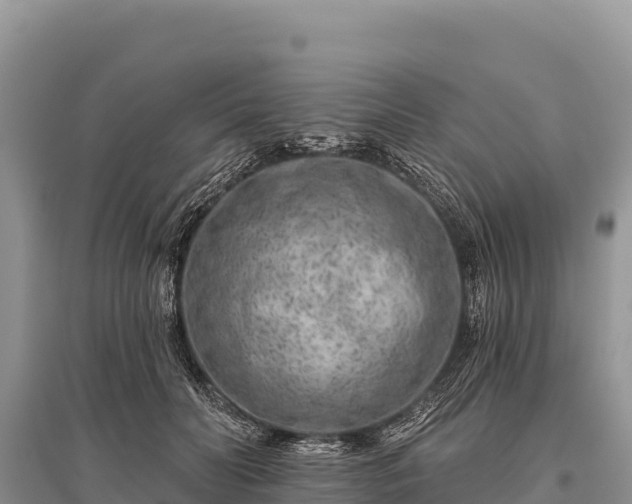 X0000096170606200801251153