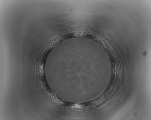 X0000096170610200801251152