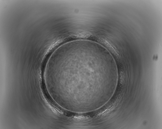 X0000096170634200801251152