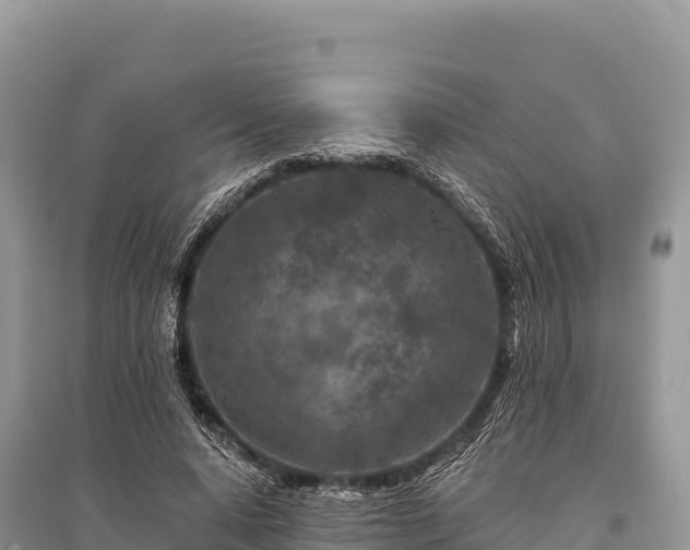 X0000096170640200801251152