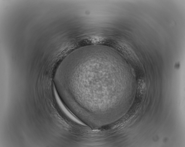 X0000096170650200801251152