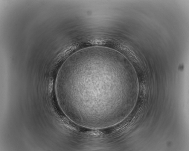 X0000096170652200801251152