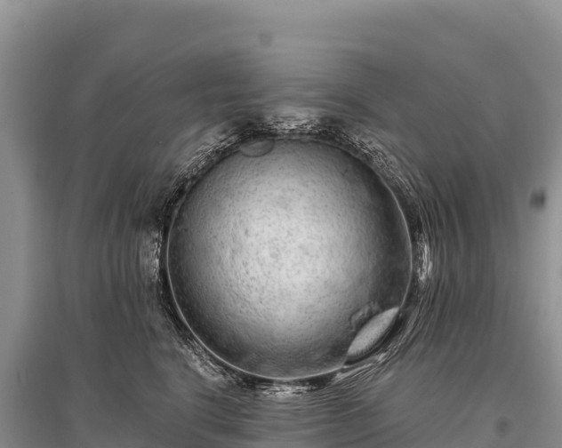 X0000096170664200801251152