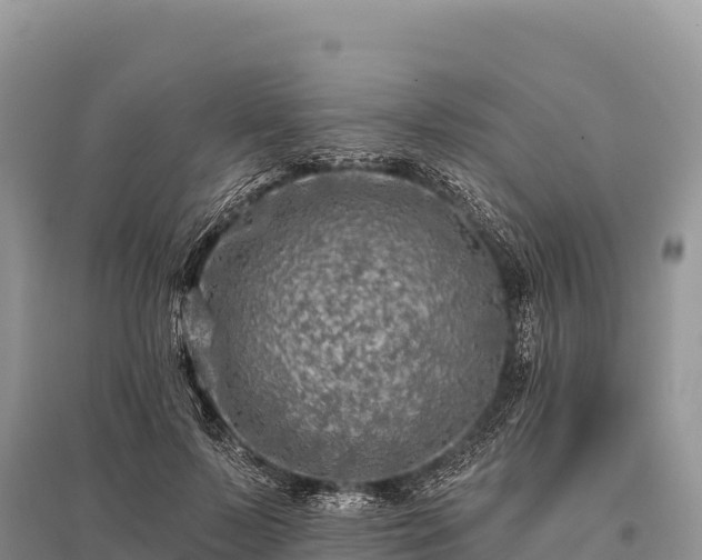 X0000096170695200801251151