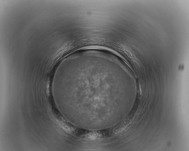 X0000096170696200801251151