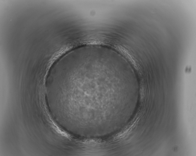 X0000096170721200801251150