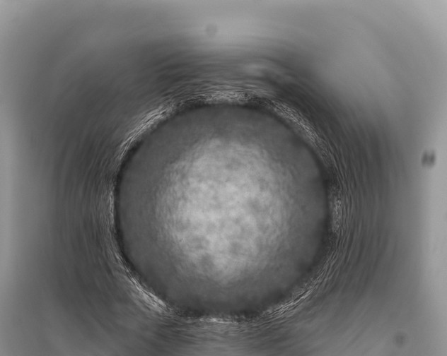 X0000096170729200801251150