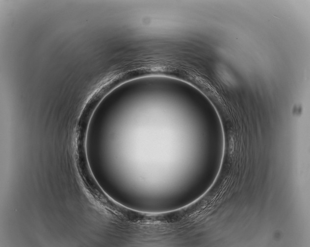 X0000096170730200801251150