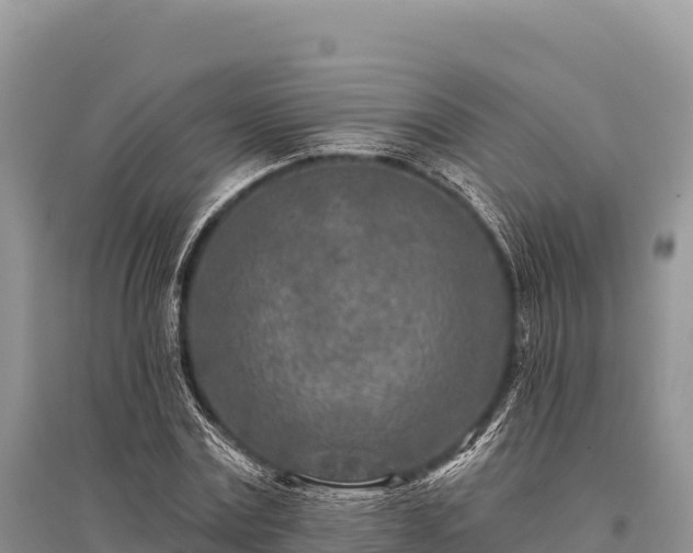 X0000096170779200801251150