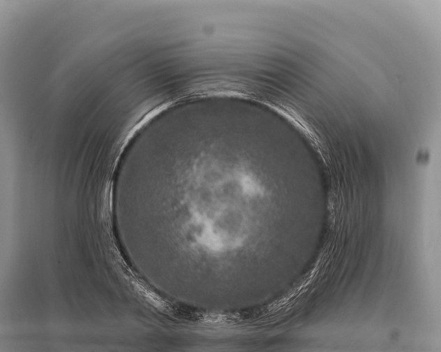 X0000096170790200801251150