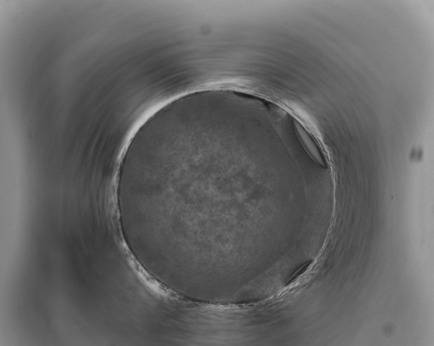 X0000096170816200801251149