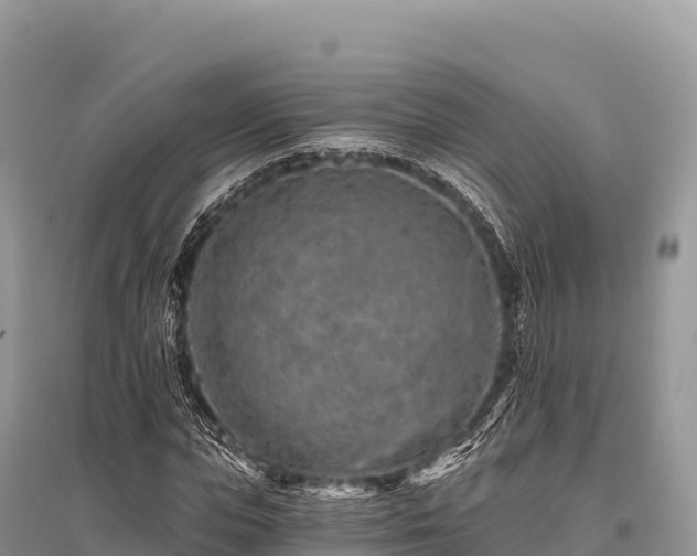 X0000096170823200801251149