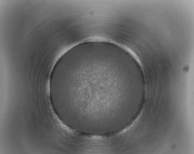 X0000096170839200801251149