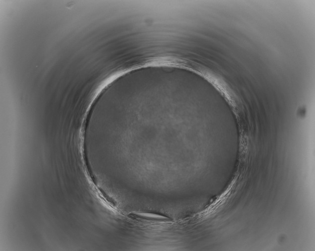 X0000096170854200801251149