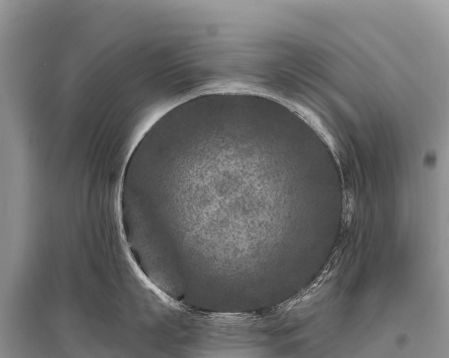 X0000096170863200801251149