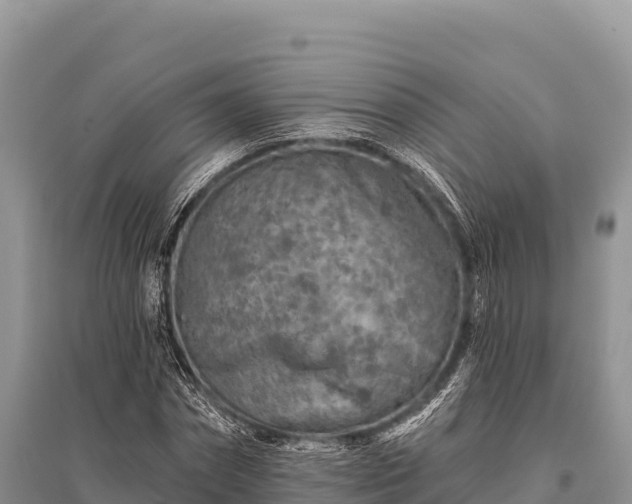 X0000096170874200801251148